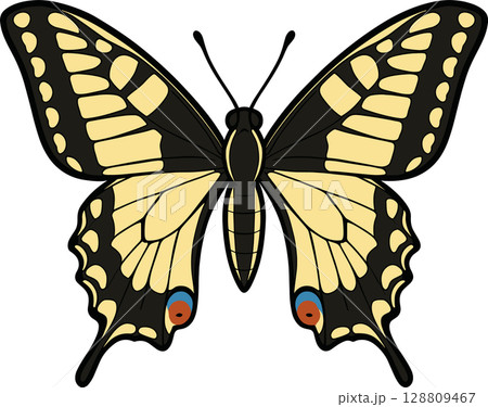 アゲハ蝶のイラスト 128809467