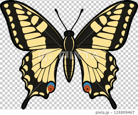 アゲハ蝶のイラスト 128809467