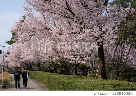 満開の桜といつもの通学路【高岡古城公園】 満開の桜といつもの通学路【高岡古城公園】 128810320