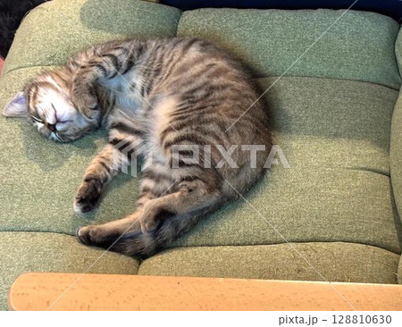 グリーンのソファで気持ちよさそうに眠るキジトラの子猫 128810630