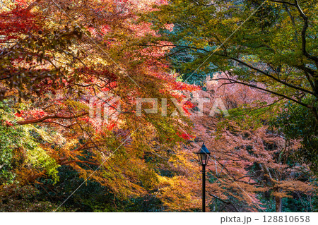 箕面山の鮮やかな紅葉。箕面公園、大阪 箕面山の鮮やかな紅葉。箕面公園、大阪 128810658