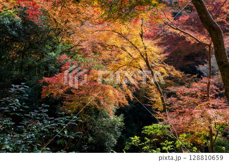 箕面山の鮮やかな紅葉。箕面公園、大阪 箕面山の鮮やかな紅葉。箕面公園、大阪 128810659