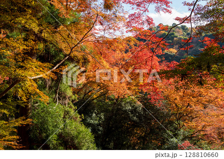 青空と雲の下、箕面山の鮮やかな紅葉。箕面公園、大阪 青空と雲の下、箕面山の鮮やかな紅葉。箕面公園、大阪 128810660