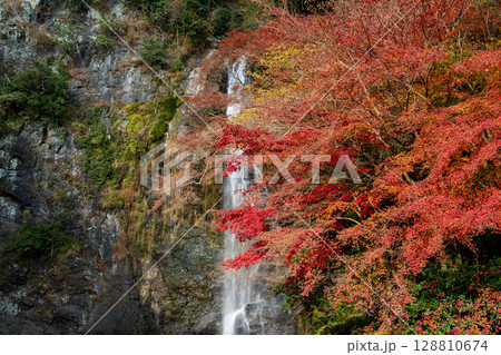 前景の赤い楓と背景の箕面大滝。箕面市、大阪、日本 128810674