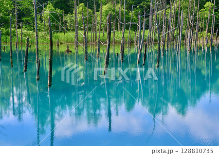 初夏の青い池(北海道・美瑛町) 初夏の青い池(北海道・美瑛町) 128810735