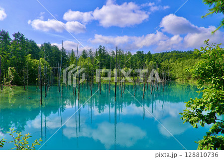 初夏の青い池（北海道・美瑛町） 128810736