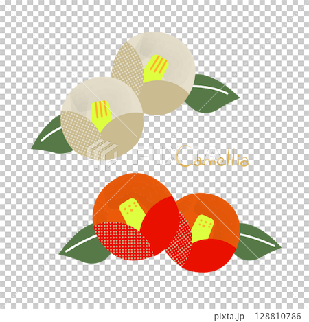 紅色和白色的山茶花插圖集 128810786