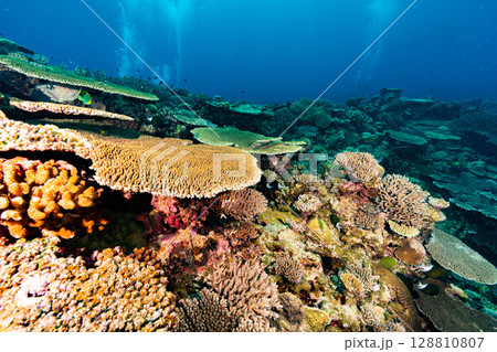 慶良間諸島の雄大なサンゴ礁とダイバー 128810807