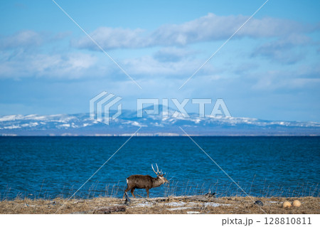 タイトル: 野付半島から望む国後島と横向きのエゾシカ / Ezo Deer in Profile w 128810811