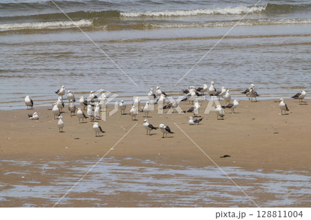 父毋が浜の水辺に羽根を休めるカモメ（ニシセグロカモメのように見えるが） 128811004