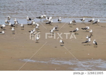 父毋が浜の水辺に羽根を休めるカモメ（ニシセグロカモメのように見えるが） 128811005