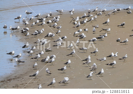 父毋が浜の水辺に羽根を休めるカモメ(ニシセグロカモメのように見えるが) 父毋が浜の水辺に羽根を休めるカモメ(ニシセグロカモメのように見えるが) 128811011