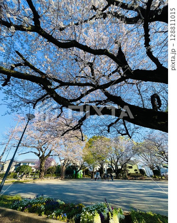満開の桜と青空の春景色【日本の春】 満開の桜と青空の春景色【日本の春】 128811015