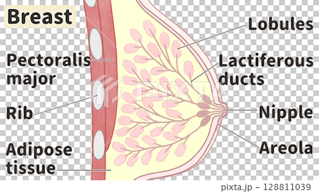 乳房的結構和名稱 - 簡單易懂的英文插圖 乳房的結構和名稱 - 簡單易懂的英文插圖 128811039