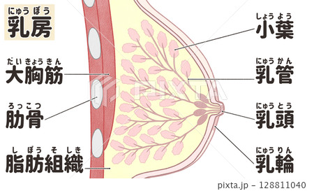 乳房（胸）の構造と名称　わかりやすい日本語図解イラスト 128811040