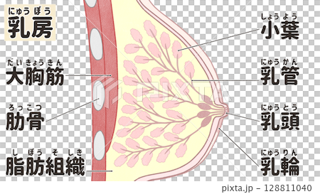 Structure and names of breasts (chests) - Easy-to-understand Japanese illustrations 128811040