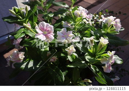 朝陽を浴びるニチニチソウパステルの花 朝陽を浴びるニチニチソウパステルの花 128811115