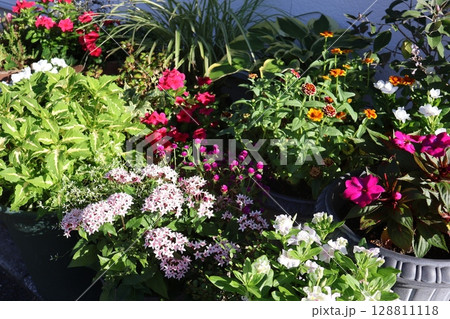朝陽を浴びる玄関前の花の寄せ植え＆寄せ鉢 128811118
