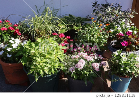 朝陽を浴びる玄関前の花の寄せ植え＆寄せ鉢 128811119