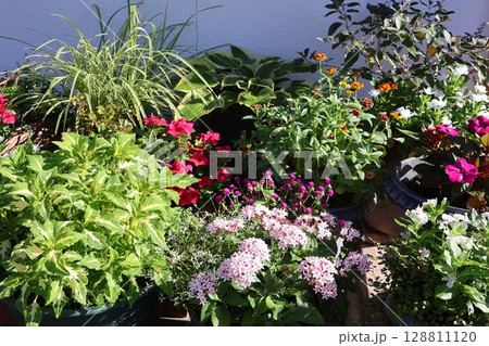 朝陽を浴びる玄関前の花の寄せ植え&寄せ鉢 朝陽を浴びる玄関前の花の寄せ植え&寄せ鉢 128811120
