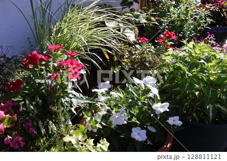 朝陽を浴びる玄関前の花の寄せ植え&寄せ鉢 朝陽を浴びる玄関前の花の寄せ植え&寄せ鉢 128811121