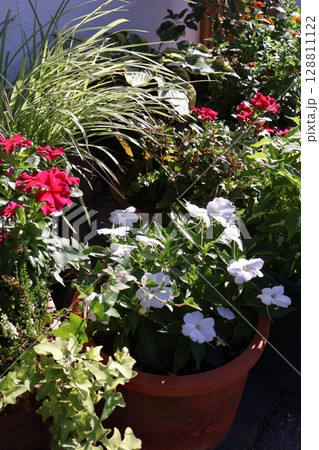 朝陽を浴びる夏の花寄せ植え&寄せ鉢 朝陽を浴びる夏の花寄せ植え&寄せ鉢 128811122