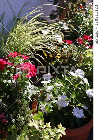 夏の花の寄せ植え&寄せ鉢 夏の花の寄せ植え&寄せ鉢 128811123
