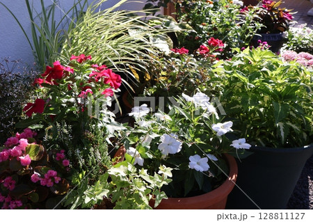 朝陽を浴びる夏の花寄せ植え&寄せ鉢 朝陽を浴びる夏の花寄せ植え&寄せ鉢 128811127