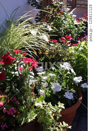 朝陽を浴びる玄関前の花の寄せ植え＆寄せ鉢 128811128