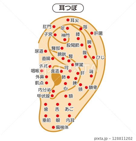 耳つぼの図解イラスト(日本語版) 耳つぼの図解イラスト(日本語版) 128811202