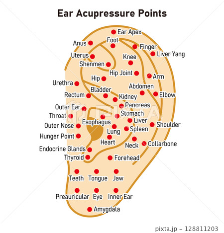 耳つぼの図解イラスト（英語版）のイラスト素材 [128811203] - PIXTA