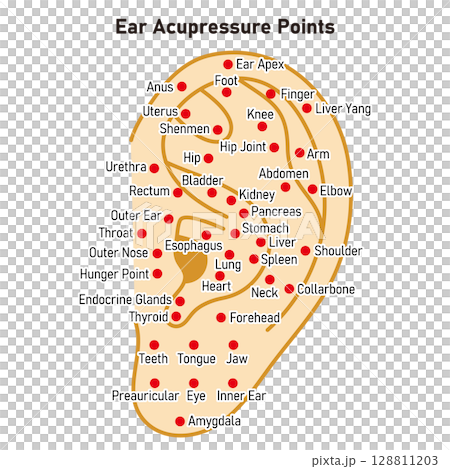 Illustrated illustration of ear acupressure points (English version) 128811203
