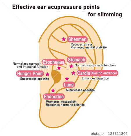 ダイエットに効果的な耳つぼの図解イラスト（英語版） 128811205