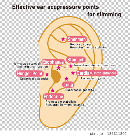Illustrated illustrations of ear acupressure points that are effective for dieting (English version) Illustrated illustrations of ear acupressure points that are effective for dieting (English version) 128811205