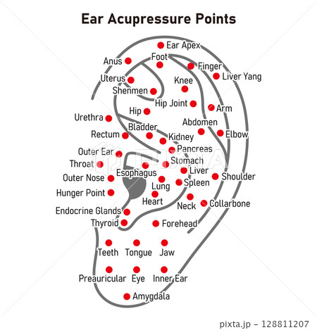 耳つぼの図解イラスト（英語版）のイラスト素材 [128811207] - PIXTA