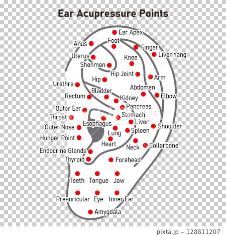 耳つぼの図解イラスト（英語版）のイラスト素材 [128811207] - PIXTA
