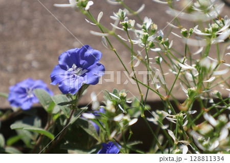 夏に咲く青い花のエボルブルス 夏に咲く青い花のエボルブルス 128811334