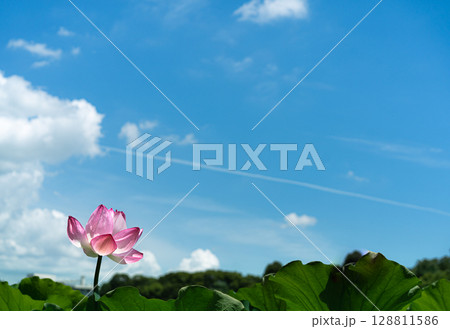 夏空に向かって咲く蓮の花 128811586