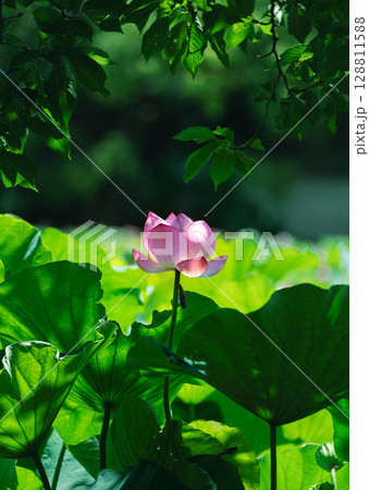 木陰にひっそりと咲く蓮の花 128811588