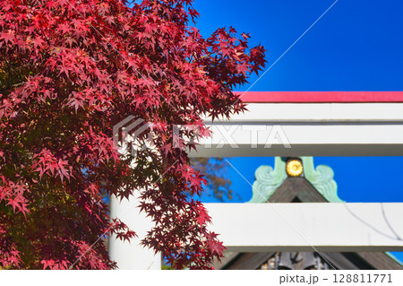 青空にはえる鎌倉宮の美しい鳥居と紅葉（神奈川県鎌倉市） 128811771