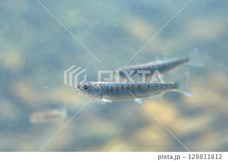 サケの稚魚(千歳サケのふるさと館、現在は　サケのふるさと　千歳水族館) 128811812