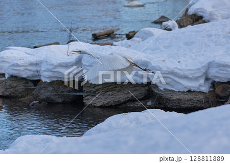 ダイサギ 128811889