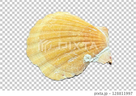 貝殼照片拼貼材質-8 128811997