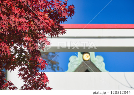 青空にはえる鎌倉宮の美しい鳥居と紅葉（神奈川県鎌倉市） 128812044