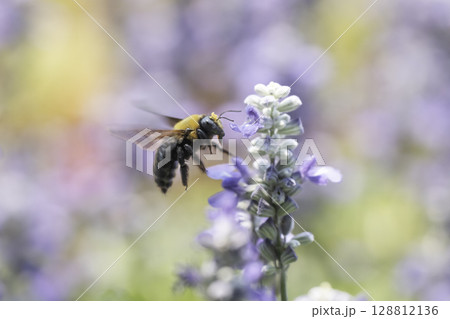 サルビアの花と集密するクマバチ 128812136