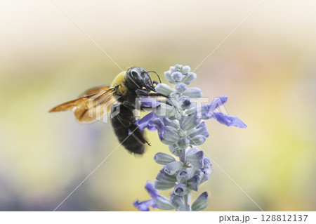 サルビアの花と集密するクマバチ 128812137