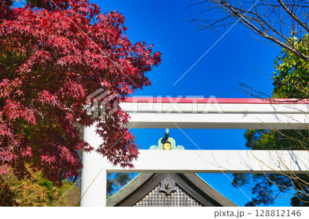 青空にはえる鎌倉宮の美しい鳥居と紅葉（神奈川県鎌倉市） 128812146