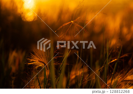 Close up of grass and wild flowers shimmering in golden sunlight. 128812268