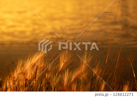 Golden sunlight illuminates tall grasses by a lake at sunset. Natural beauty and serenity background. Golden sunlight illuminates tall grasses by a lake at sunset. Natural beauty and serenity background. 128812271