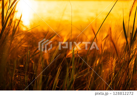 Tall grass at golden hour sunset with bright sun in background. Tall grass at golden hour sunset with bright sun in background. 128812272